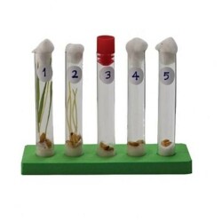 Controlled Germination Experiment Training Set - 2